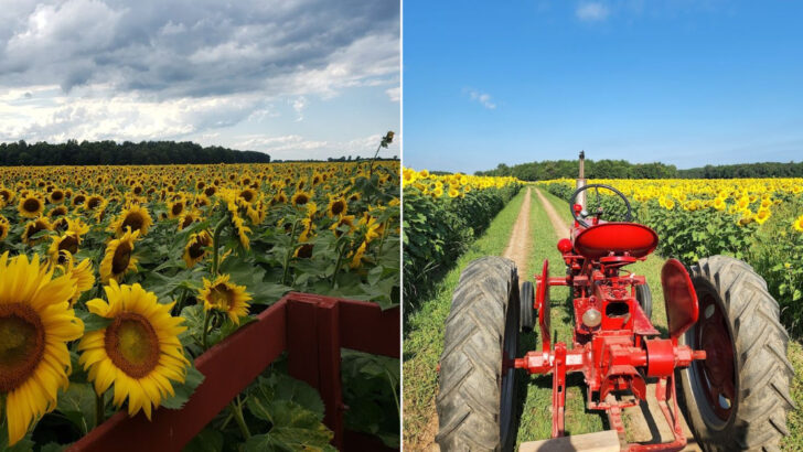 This Giant Ohio Sunflower Field Is The Kind Of Summer Stop You Plan Your Whole Trip Around