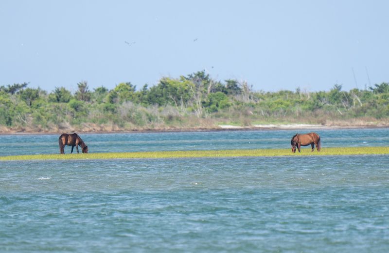 Wild Horses Running Free on Shackleford Banks