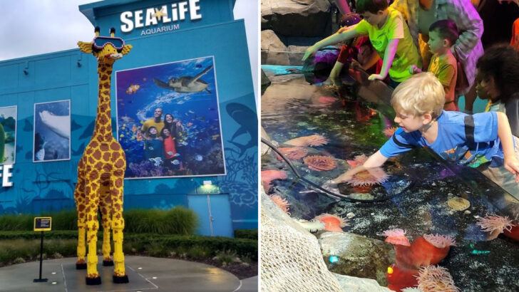 This Michigan Aquarium Features the State&rsquo;s Only Underwater Tunnel You Can Walk Through