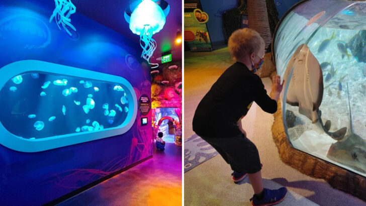 This Michigan Aquarium Lets You Get Up Close With Baby Alligators, Stingrays And Rare Reptiles