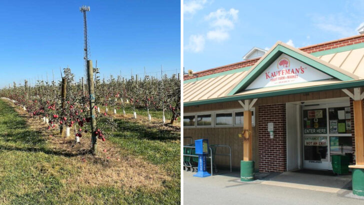 This Peaceful Pennsylvania Orchard Offers U-Pick Fruit, Apple Trees, And Beautiful Country Views
