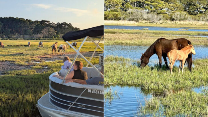 This Virginia Refuge Combines Wild Ponies, Marsh Trails, And Unforgettable Scenery
