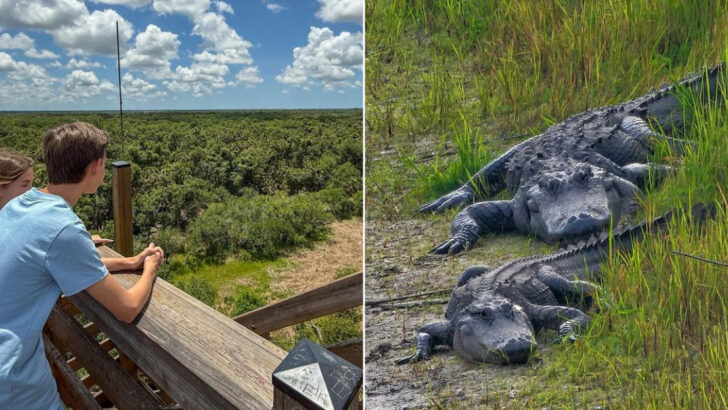 This Wild Florida State Park Lets You Walk Above Alligators And Endless Wetlands