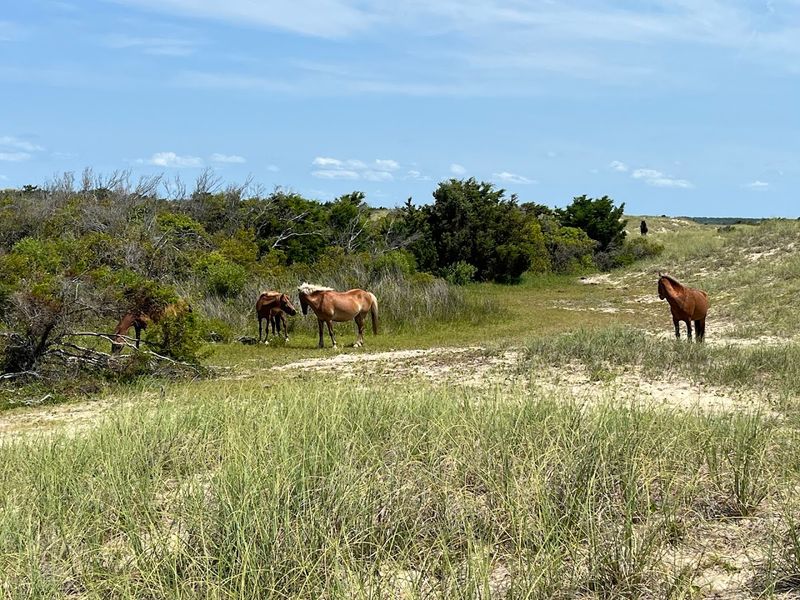 The Legendary Wild Horses