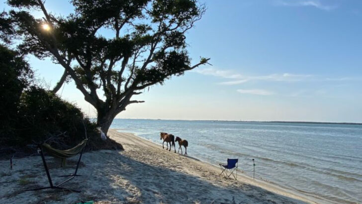 This Wild North Carolina Island Is Home To Horses That Still Roam The Sand Freely Along The Coast