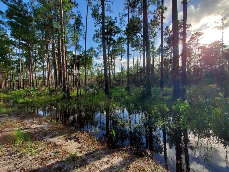 Tosohatchee Wildlife Management Area Horse Trails 