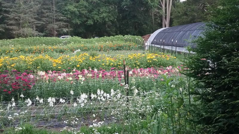 Sabatia Flower Farm