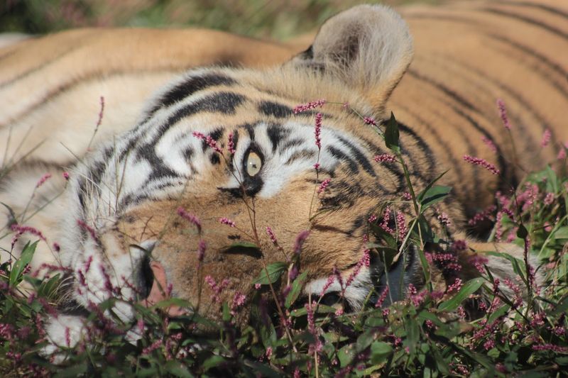 Carolina Tiger Rescue - Pittsboro, Chatham County