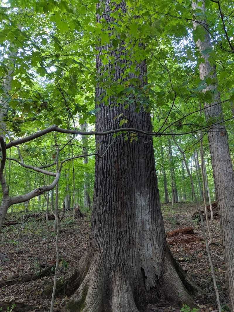 Dysart Woods 