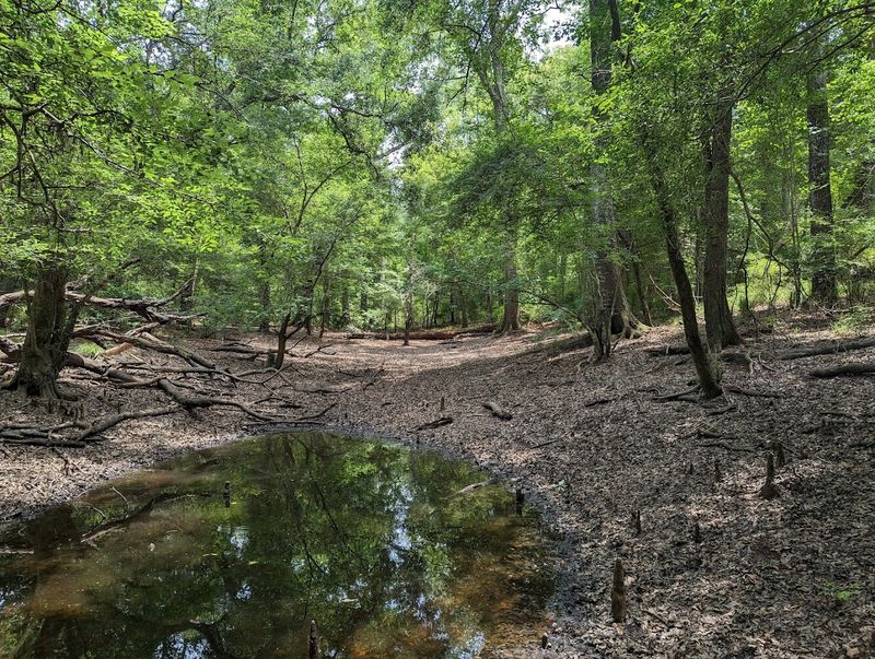 Apalachicola National Forest Horse Trails