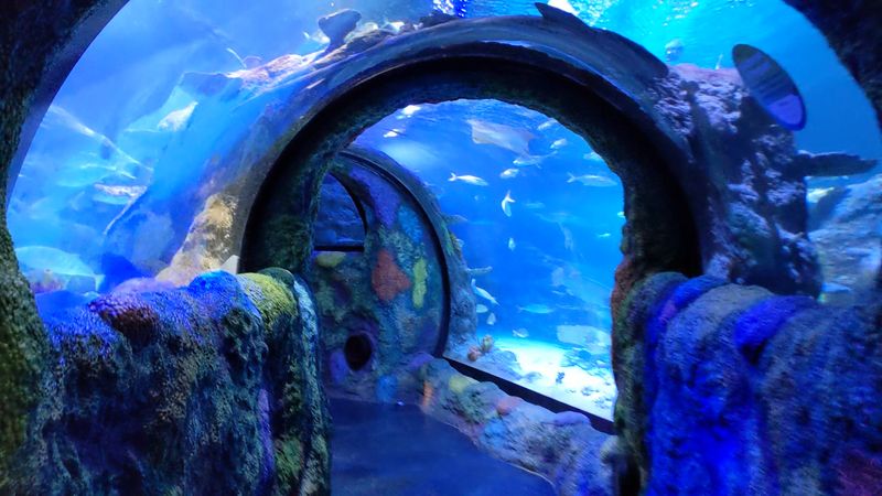 Ocean Tunnel Wonder
