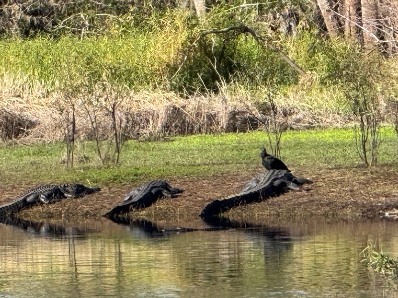 Alligator Central at the Protected Sinkhole
