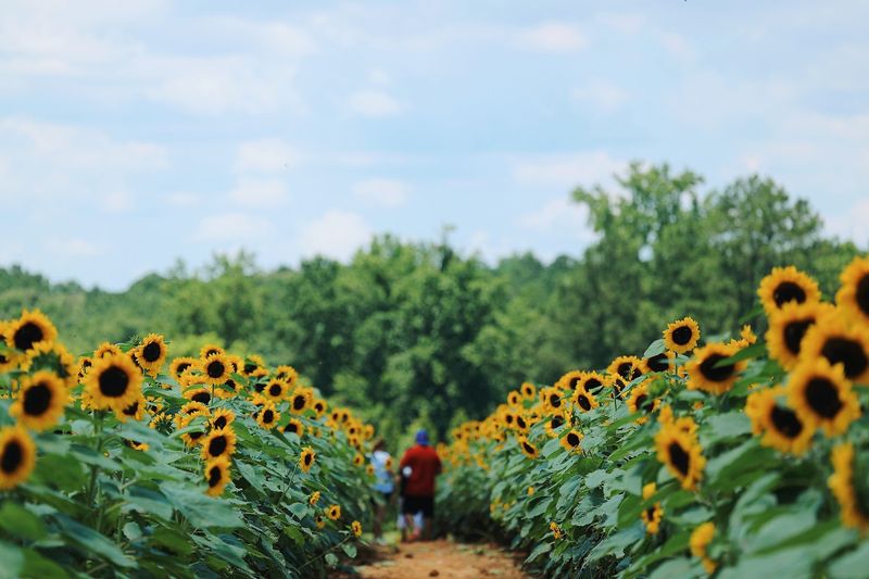 Southern Belle Farm