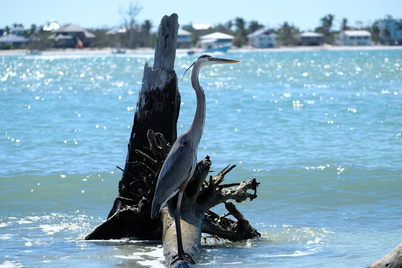 Wildlife Watching Comes Naturally Here