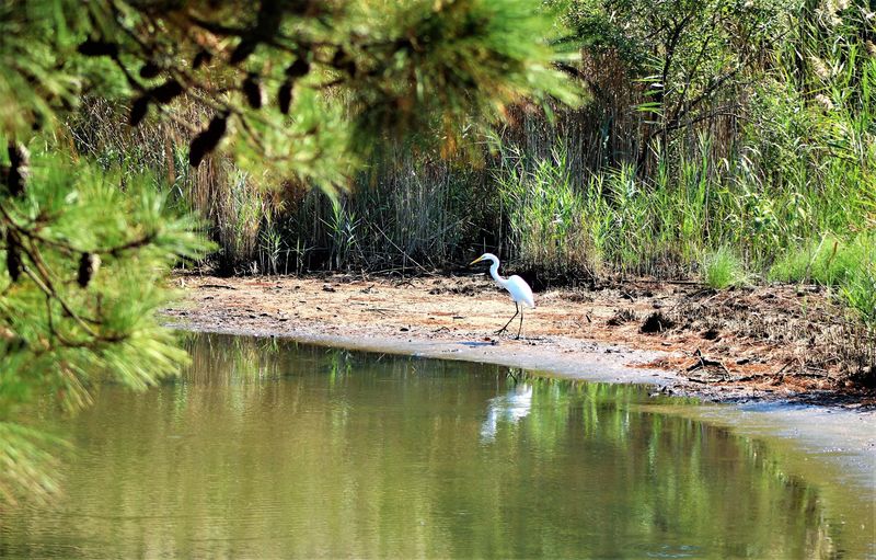 A Birder's Playground In Every Direction