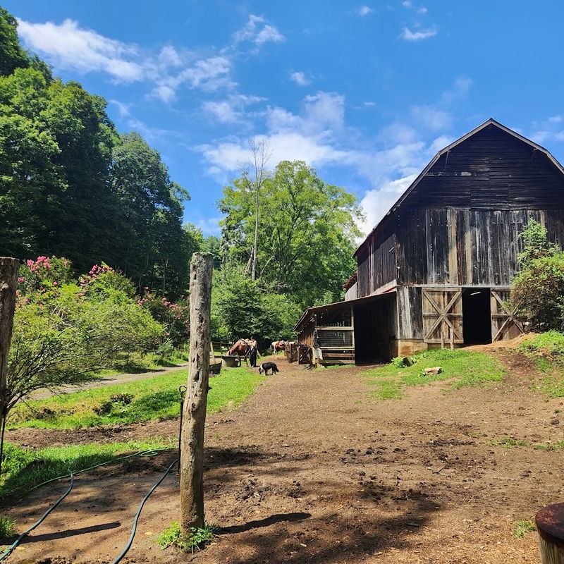 Smoky Mountain Trail Rides
