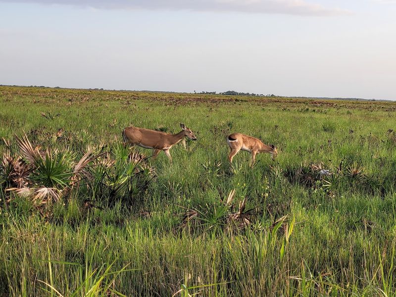 Abundant Wildlife Viewing Opportunities