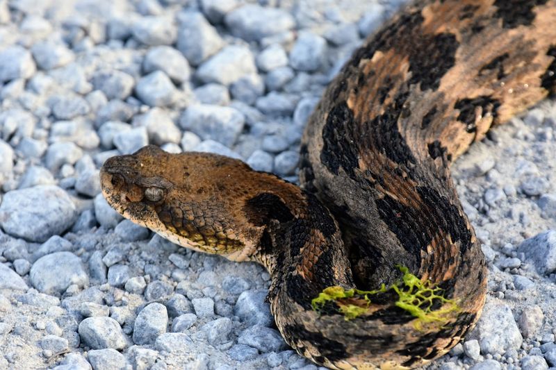 Alligator River National Wildlife Refuge - Manteo, Dare County