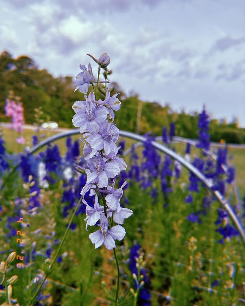 Blankenship Blooms