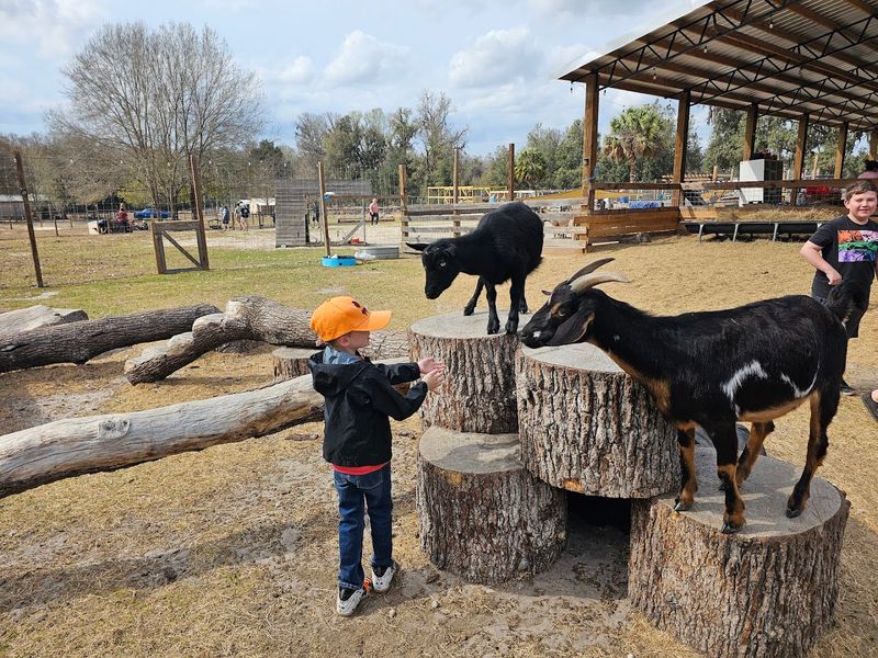Country Kingdom Petting Farm (Brooksville)
