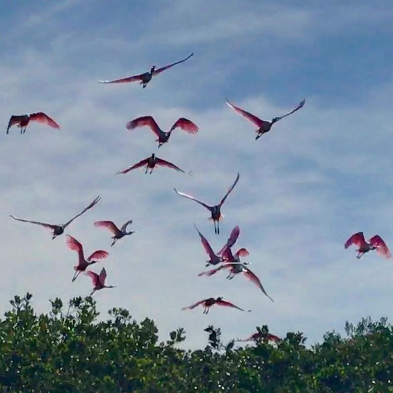Spectacular Bird Watching Throughout the Seasons