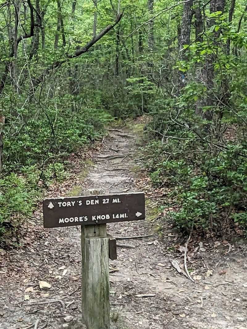 The Extended Forest Journey