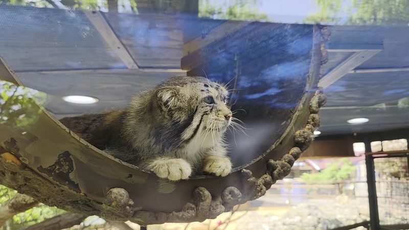 Mill Mountain Zoo (Roanoke)