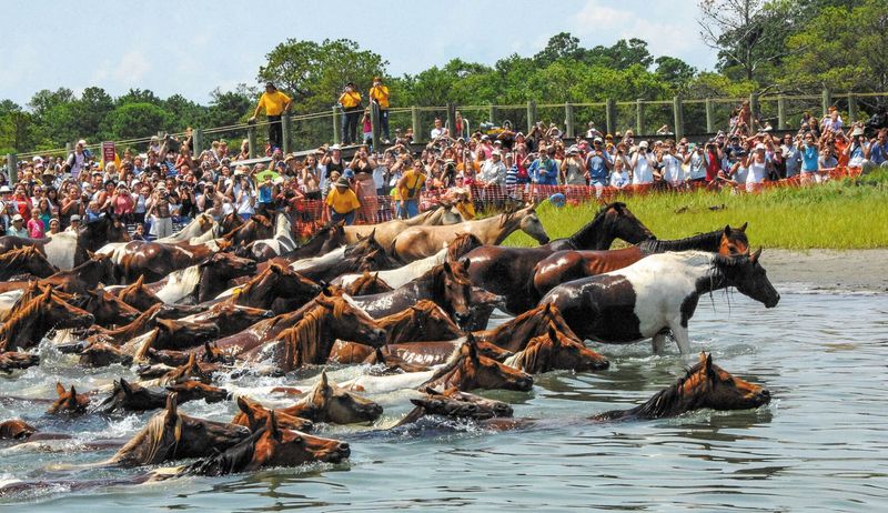 Chincoteague Pony Swim & Auction