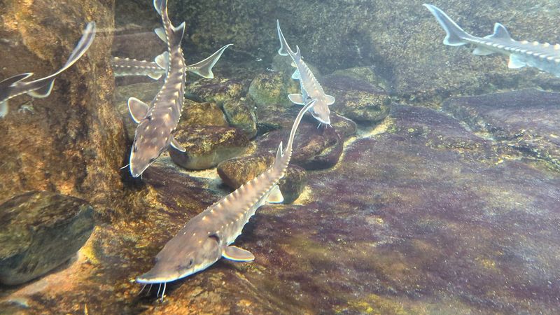 Maymont Nature Center Aquatic Exhibits