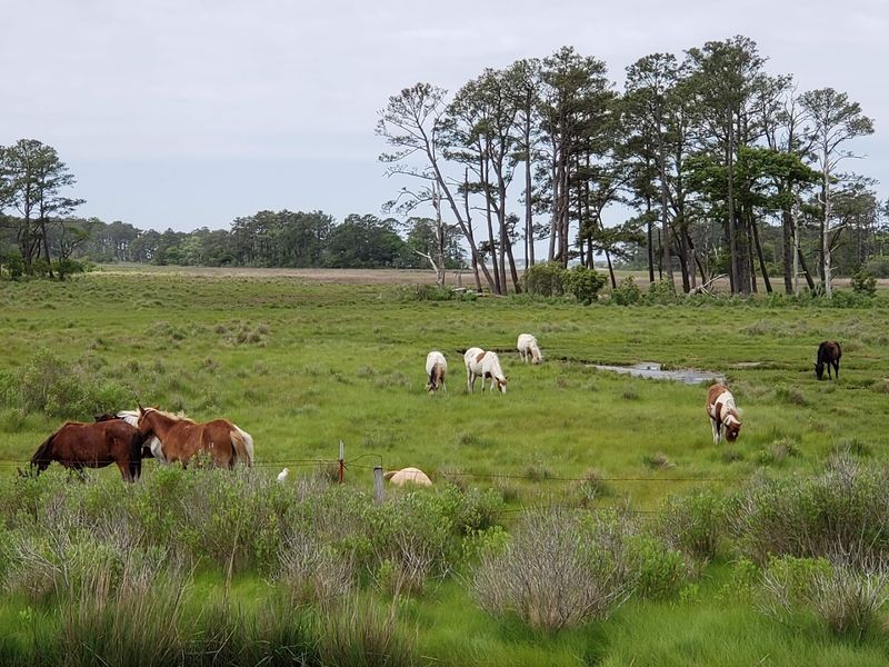 Chincoteague National Wildlife Refuge - Chincoteague, Accomack County