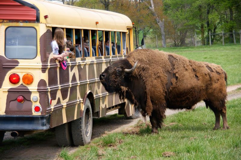 Fort Chiswell Animal Park (Wytheville)