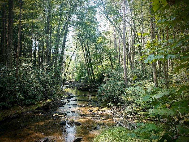 The Mountain Stream Symphony