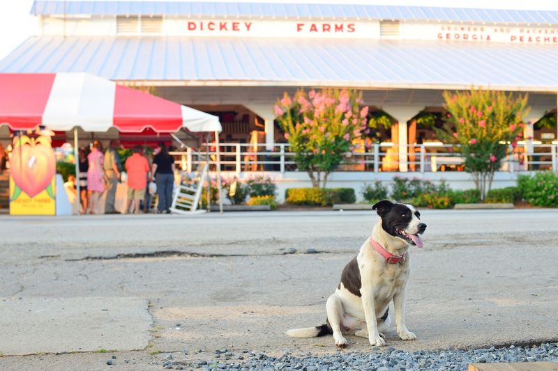 Dickey Farms - Musella, Crawford County