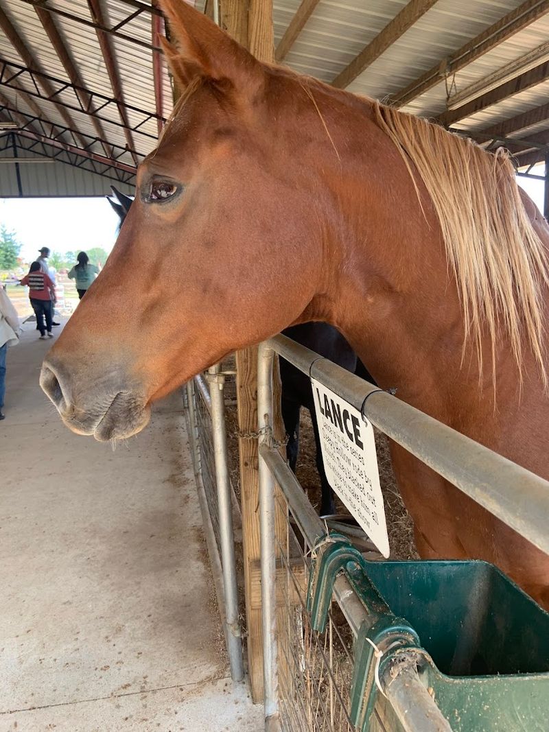 Southern Belle Farm (McDonough)