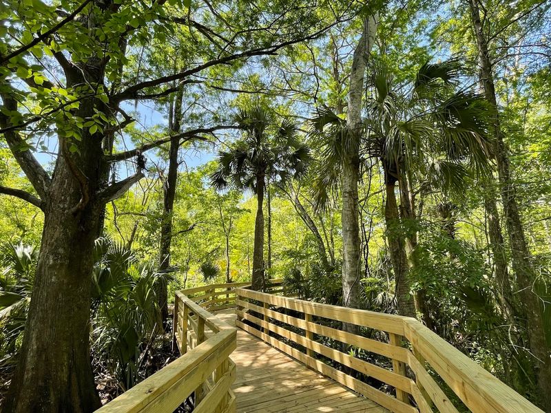 Scipio Creek Boardwalk and Marina Life