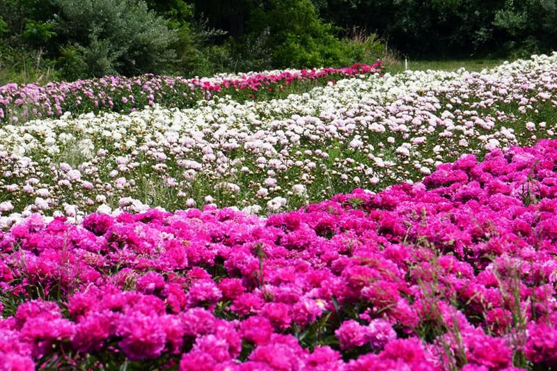 Shenandoah Peonies