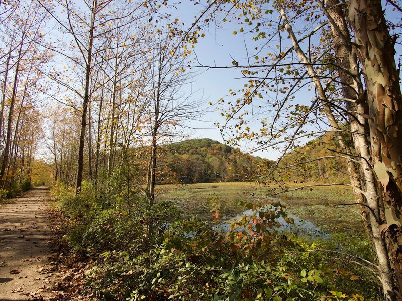 Zaleski State Forest 