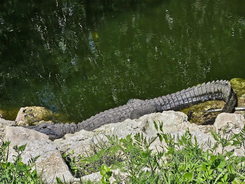 Fakahatchee Strand Preserve State Park - Copeland