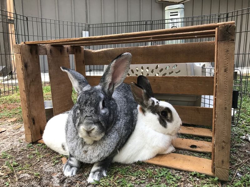 Beautiful Creatures Animal Ranch (Dunnellon)