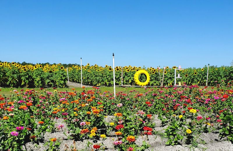 Amber Brooke Farms Eustis