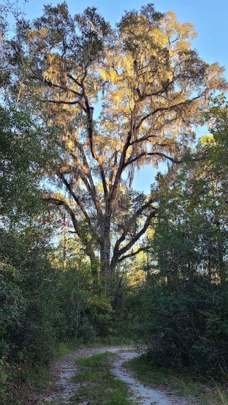 The Unexpected Beginning: Hidden Trailhead and Quiet Forest Roads