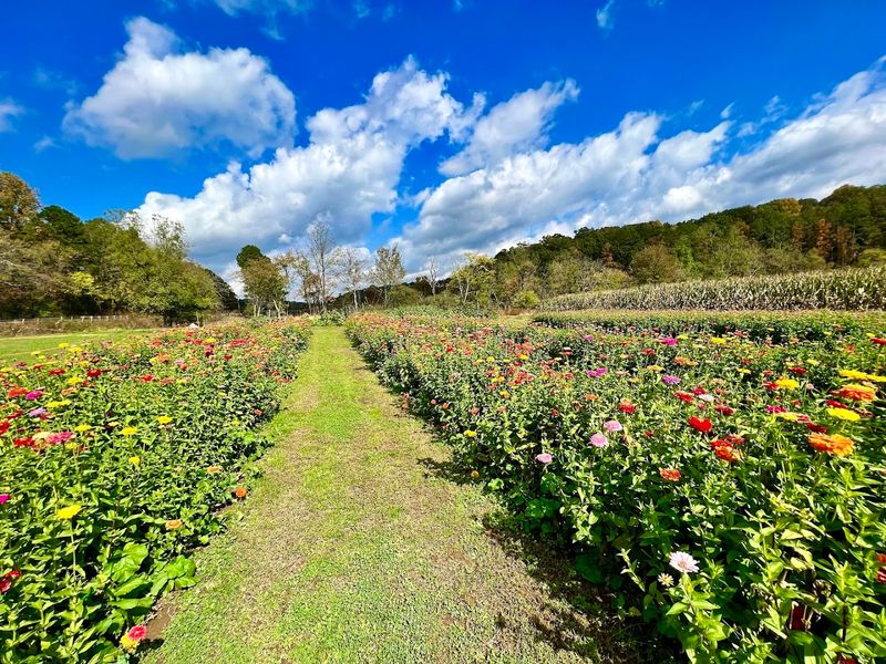 Town Creek Valley Farm