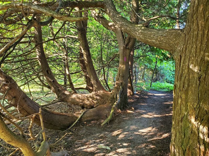 The Forest Hike To The Shore
