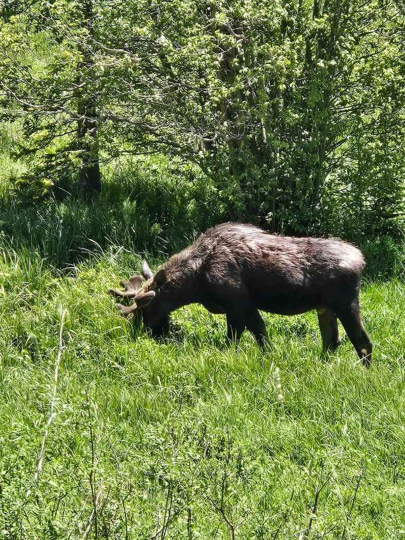 Moose Watching Is the Main Event
