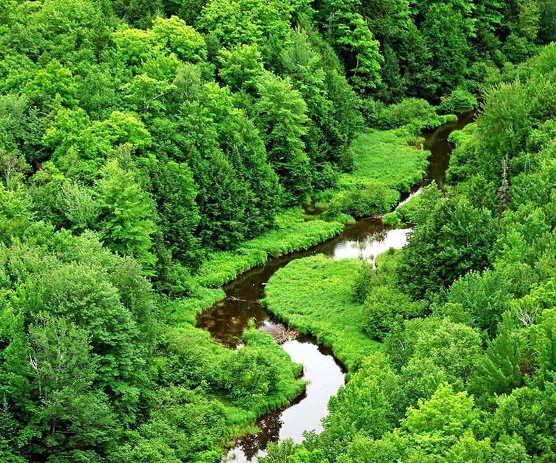 Old Growth Forests That Define The Interior