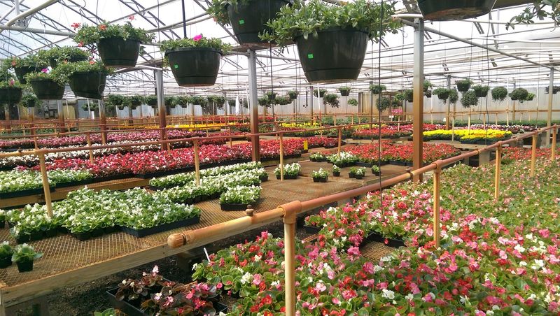 The Plant Selection That Keeps People Coming Back