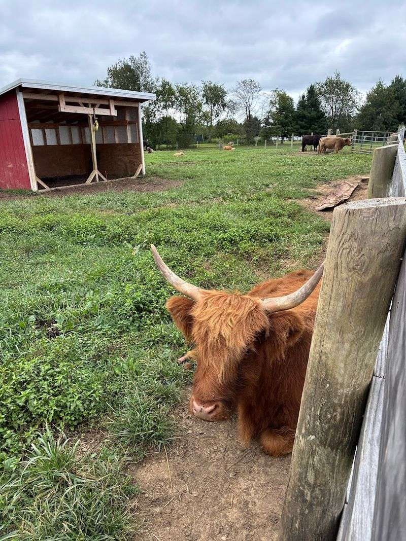 Traveling Acres Petting Zoo (Bellville)