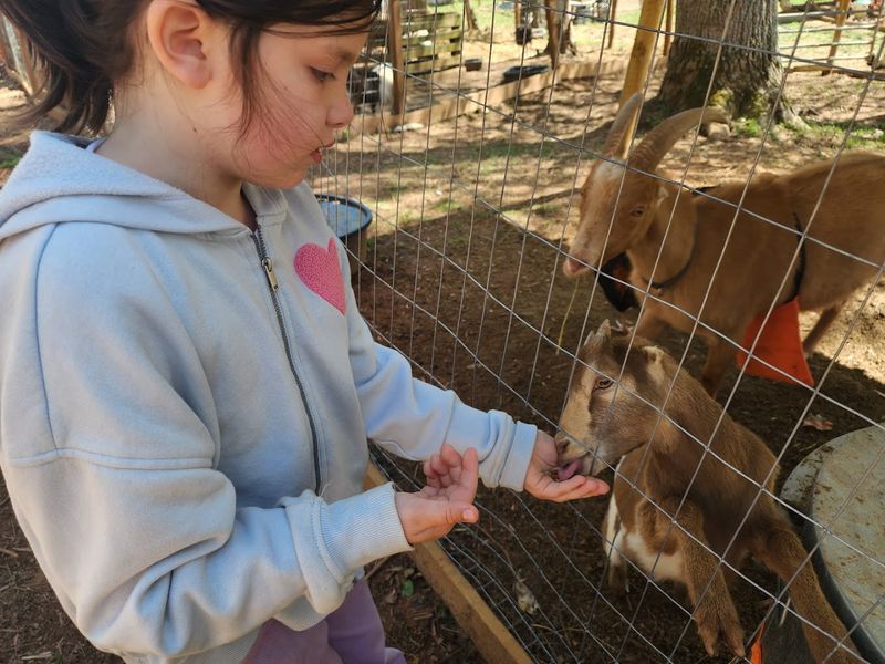 Hooves and Feathers Petting Farm (Morganton)