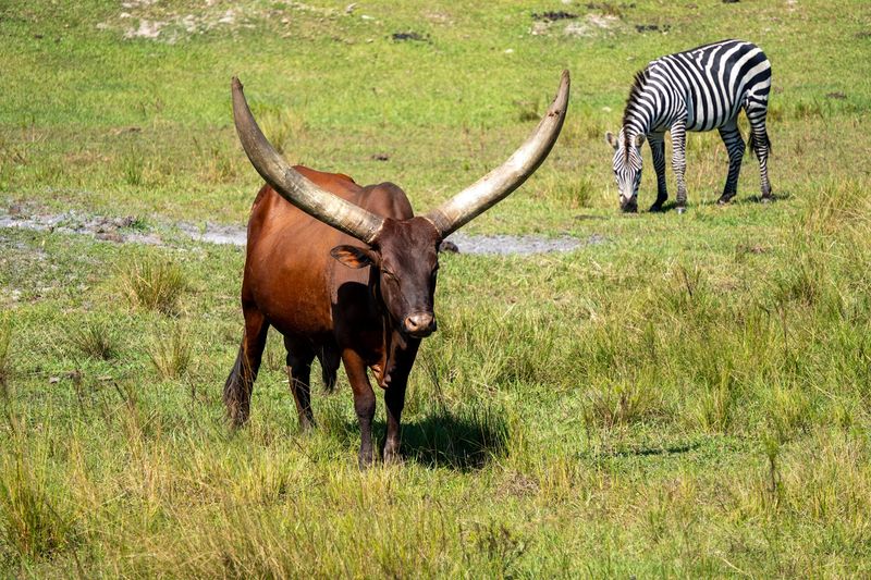 Safari Wilderness Ranch, Lakeland, Polk County