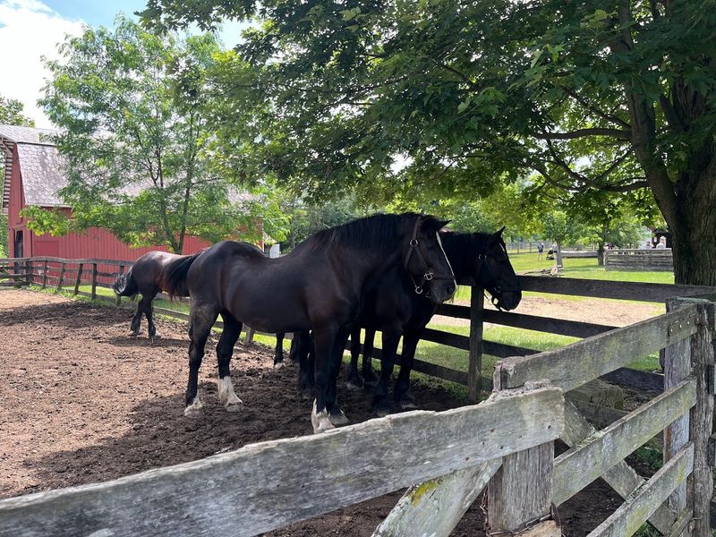 Slate Run Living Historical Farm (Canal Winchester)